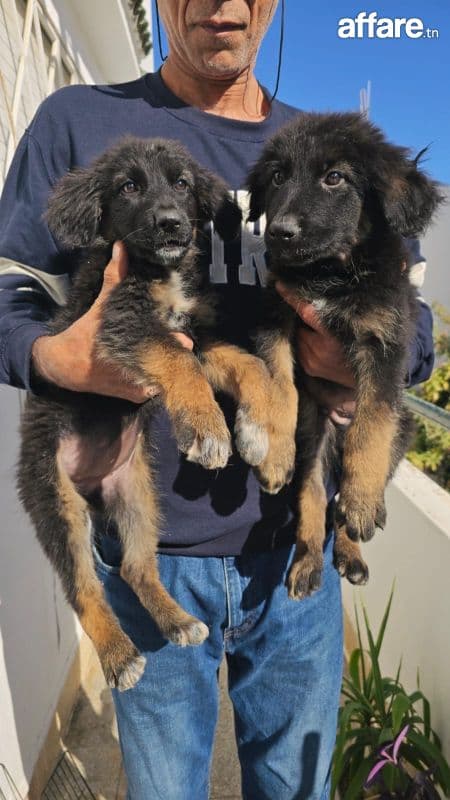a vendre jusqu a 6 chiens berger allemand de race