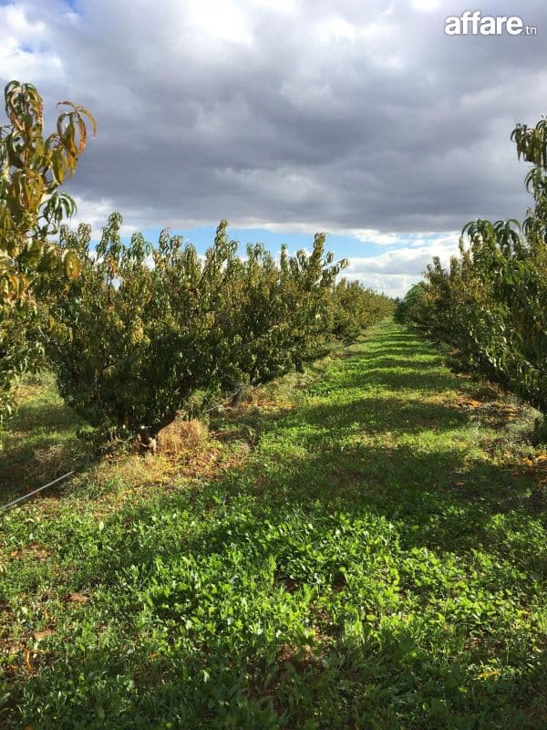 terrain a vendre a el mornaguia