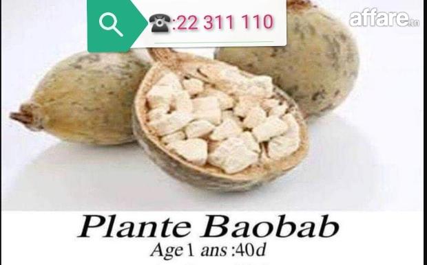 plante baobab - moringa - avocatier