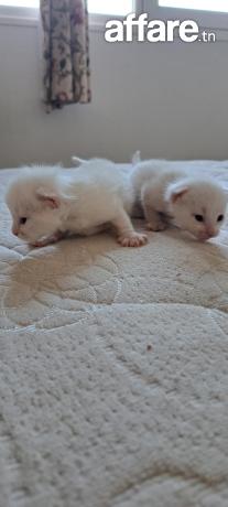 chatons blanc et yeux bleu