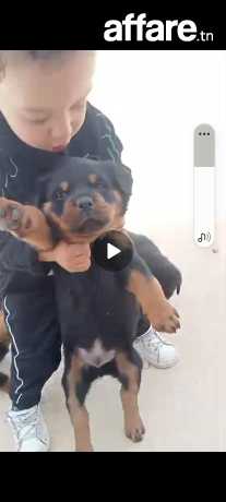 Chiots rod .rottwieler race pure age 2.5 mois