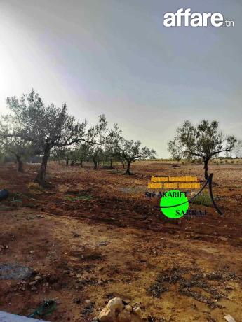 #Terrain Agricole #Cloturé [#6500M²] #Sidi Bouali #Hotmen