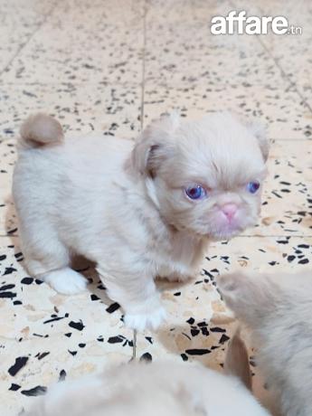 Chien blanc yeux bleu pékinois miniature 