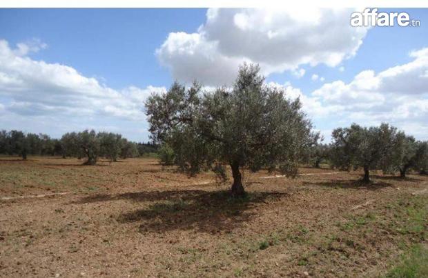 Terrain Agricole Oliviers Sidi Said (Bouficha) à vendre
