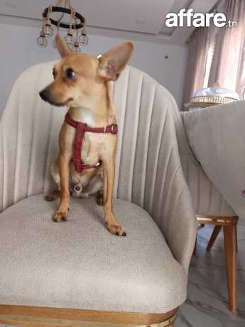 A vendre Chihuahua