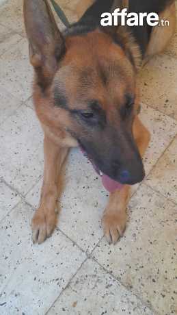 Male berger allemand 