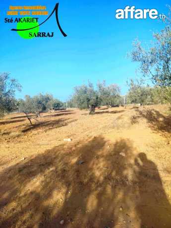 Terrain Agricole #Cloturé [#8444m²]#Kalaa Kebira Vers Kondar