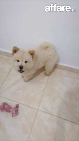 Chow chow a vendre