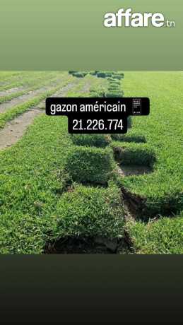 Décoration jardin et posé gazon naturelle américain kikuyu p