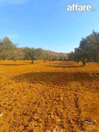 av terrain agricole 10000m oliviers à hammamet 