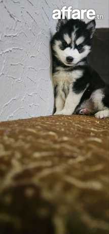 Disponible 4 chiots husky age 🐺