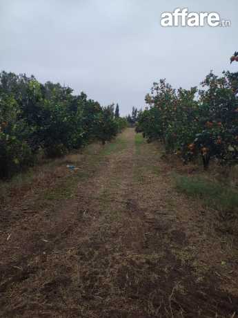 Sania plantée d'arbres fruitiers à korba